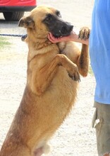 IKE, Hund, Malinois-Mix in Rumänien - Bild 4