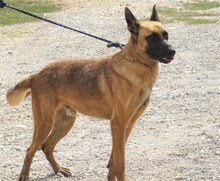 IKE, Hund, Malinois-Mix in Rumänien - Bild 5