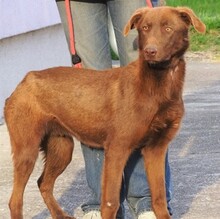 LADO, Hund, Labrador-Mix in Rumänien - Bild 2