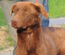 LADO, Hund, Labrador-Mix in Rumänien - Bild 4