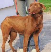 LADO, Hund, Labrador-Mix in Rumänien - Bild 6