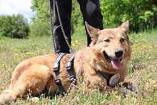 MOLLY, Hund, Mischlingshund in Griechenland - Bild 2