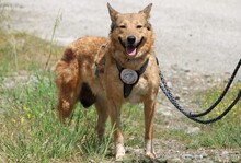 MOLLY, Hund, Mischlingshund in Griechenland - Bild 3