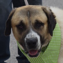 LUPO, Hund, Herdenschutzhund-Mix in Spanien - Bild 1