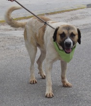 LUPO, Hund, Herdenschutzhund-Mix in Spanien - Bild 2