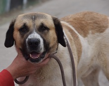 LUPO, Hund, Herdenschutzhund-Mix in Spanien - Bild 3