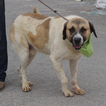 LUPO, Hund, Herdenschutzhund-Mix in Spanien - Bild 4