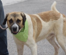 LUPO, Hund, Herdenschutzhund-Mix in Spanien - Bild 5