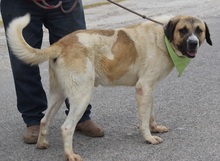 LUPO, Hund, Herdenschutzhund-Mix in Spanien - Bild 6