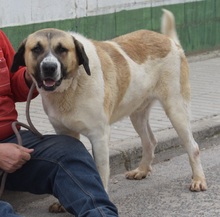 LUPO, Hund, Herdenschutzhund-Mix in Spanien - Bild 7