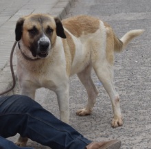 LUPO, Hund, Herdenschutzhund-Mix in Spanien - Bild 8