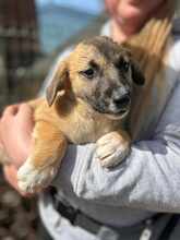 FINE, Hund, Mischlingshund in Rumänien
