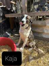 KAIA, Hund, Mischlingshund in Rumänien