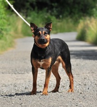 NELSON, Hund, Mischlingshund in Slowakische Republik - Bild 10