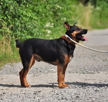 NELSON, Hund, Mischlingshund in Slowakische Republik - Bild 3