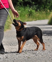 NELSON, Hund, Mischlingshund in Slowakische Republik - Bild 4