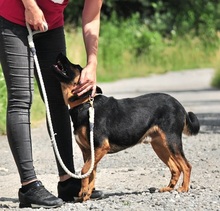 NELSON, Hund, Mischlingshund in Slowakische Republik - Bild 8