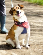 MIKYF35, Hund, Mischlingshund in Slowakische Republik - Bild 2