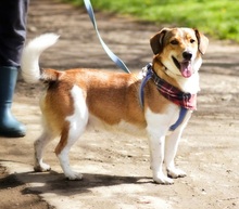 MIKYF35, Hund, Mischlingshund in Slowakische Republik - Bild 3