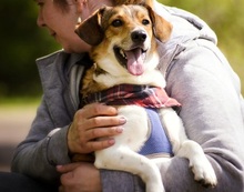 MIKYF35, Hund, Mischlingshund in Slowakische Republik - Bild 6