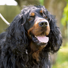 RICHARD, Hund, Mischlingshund in Kroatien - Bild 1