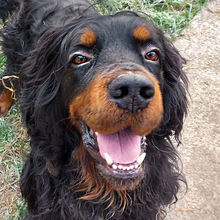 RICHARD, Hund, Mischlingshund in Kroatien - Bild 10