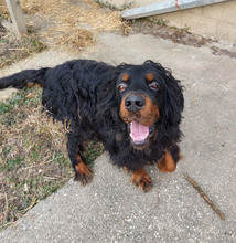 RICHARD, Hund, Mischlingshund in Kroatien - Bild 12