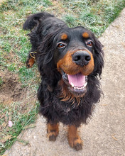 RICHARD, Hund, Mischlingshund in Kroatien - Bild 13