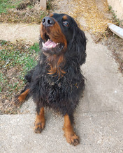 RICHARD, Hund, Mischlingshund in Kroatien - Bild 16