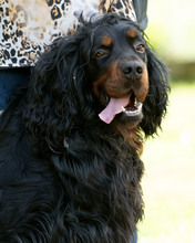 RICHARD, Hund, Mischlingshund in Kroatien - Bild 2