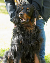 RICHARD, Hund, Mischlingshund in Kroatien - Bild 3