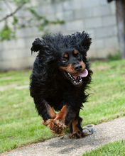 RICHARD, Hund, Mischlingshund in Kroatien - Bild 4