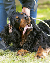 RICHARD, Hund, Mischlingshund in Kroatien - Bild 5