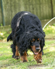 RICHARD, Hund, Mischlingshund in Kroatien - Bild 6