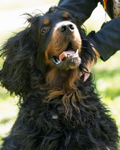 RICHARD, Hund, Mischlingshund in Kroatien - Bild 8