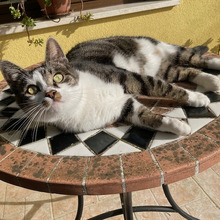 PEPA, Katze, Europäisch Kurzhaar in Kroatien - Bild 2