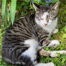 PEPA, Katze, Europäisch Kurzhaar in Kroatien - Bild 3