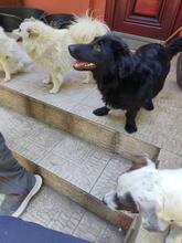 MIMI, Hund, Mischlingshund in Ungarn