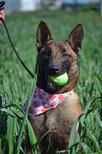 SHARI, Hund, Malinois in Spanien - Bild 2