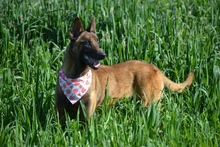 SHARI, Hund, Malinois in Spanien - Bild 3