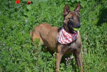 SHARI, Hund, Malinois in Spanien - Bild 4