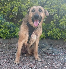 LOBA, Hund, Mischlingshund in Spanien - Bild 2