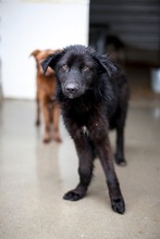 JOONO, Hund, Mischlingshund in Rumänien - Bild 2