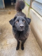 JOONO, Hund, Mischlingshund in Rumänien - Bild 5