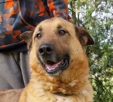 MARSHALL, Hund, Mischlingshund in Slowakische Republik