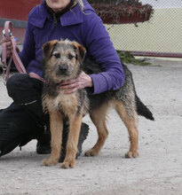 OTTY, Hund, Schnauzer-Terrier-Mix in Bulgarien - Bild 1