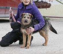 OTTY, Hund, Schnauzer-Terrier-Mix in Bulgarien - Bild 2