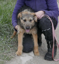 OTTY, Hund, Schnauzer-Terrier-Mix in Bulgarien - Bild 3