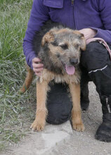 OTTY, Hund, Schnauzer-Terrier-Mix in Bulgarien - Bild 4