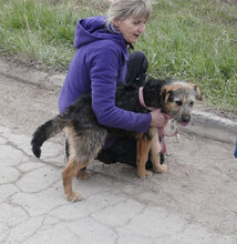 OTTY, Hund, Schnauzer-Terrier-Mix in Bulgarien - Bild 5